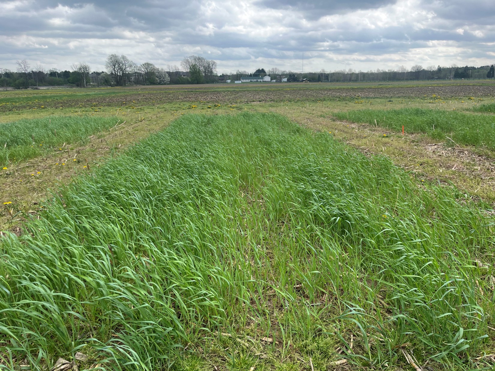 Field plot with dense green cover crop (likely cereal rye) growing in strips, surrounded by partially bare soil and early spring landscape under a cloudy sky.